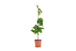 طربوش