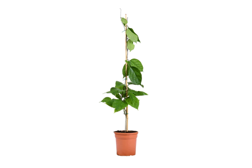 طربوش