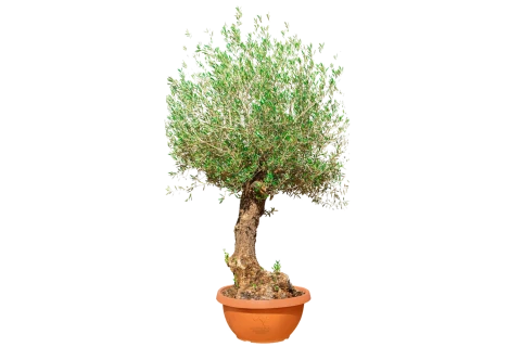 شجرة زيتون معمرة