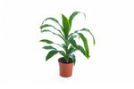 دراسينا أورتو