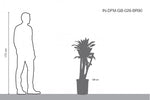 دراسينا ماسانجانا | نبتة الذرة | منقية للهواء