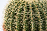 صبار عمة القاضي (البرميل الذهبي) 35 سم