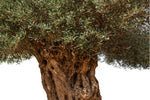 زيتون أسباﻧﻲ أربكينا-3.5 متر