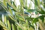شجرة زيتون معمرة (أوليا يوروبيا بونساي)