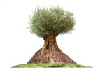 زيتون معمر- 4 - 4.5 متر