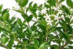 نبتة الياسمين – صغيرة