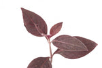 الراء اللبدي ( إرفا)
