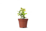 يونيموس - المضاض الياباني (أوريوس)