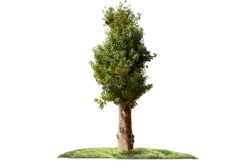 شجرة الأدنسونيا (البوباب/التبلدي)