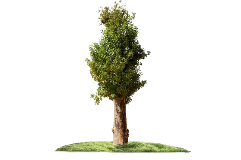 شجرة الأدنسونيا (البوباب/التبلدي)