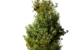 شجرة الأدنسونيا (البوباب/التبلدي)