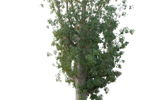 شجرة الأدنسونيا (التبلدي)