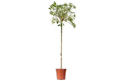 شجرة ألستونيا (شجرة البخور)