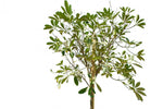 شجرة ألستونيا (شجرة البخور)