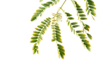 لبخ