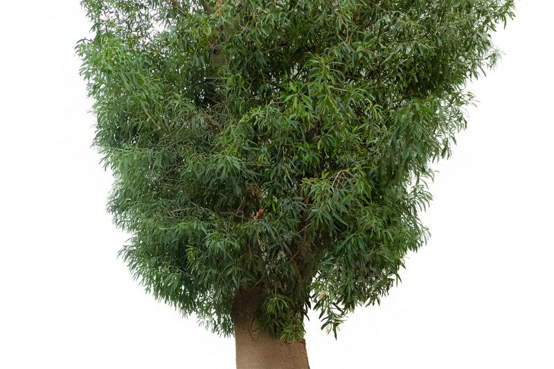 شجرة استراكوليا – كبيرة