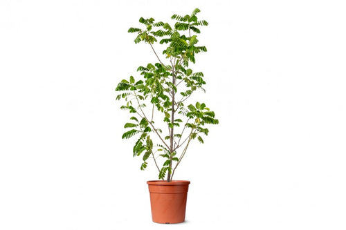 شجرة كاسيا جلاوكا (كاسيا صفراء)