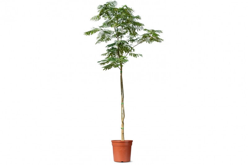 شجرة بونسيانا حمراء (جولموهار)