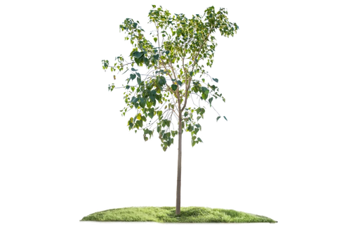 شجرة فيكس لسان العصفور