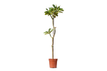 البلوميريا (ياسمين هندي)