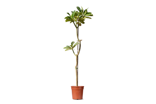 البلوميريا (ياسمين هندي)