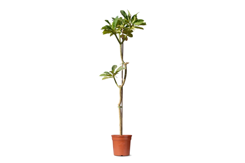 البلوميريا (ياسمين هندي)