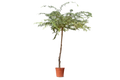 الغاف